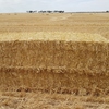 500mt Barley Straw (NEW SEASON 2019/2020)