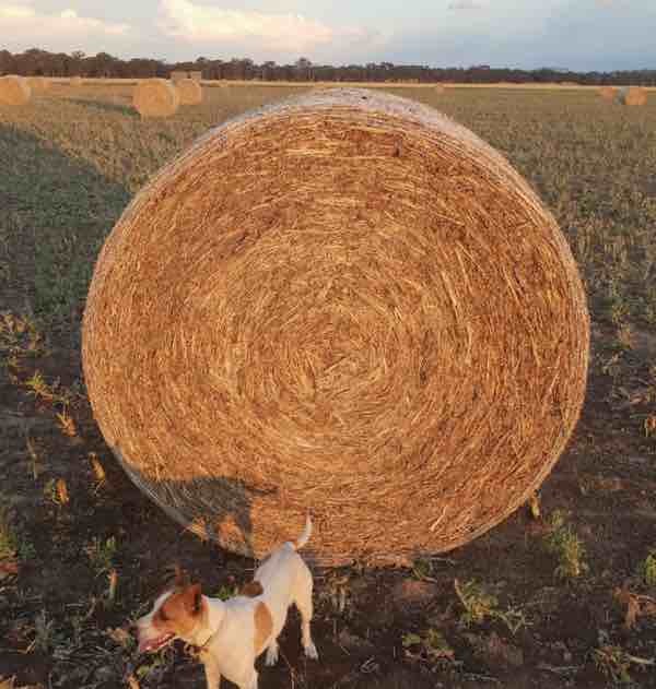 Canola Hay in Round Bales 