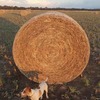 Canola Hay in Round Bales 