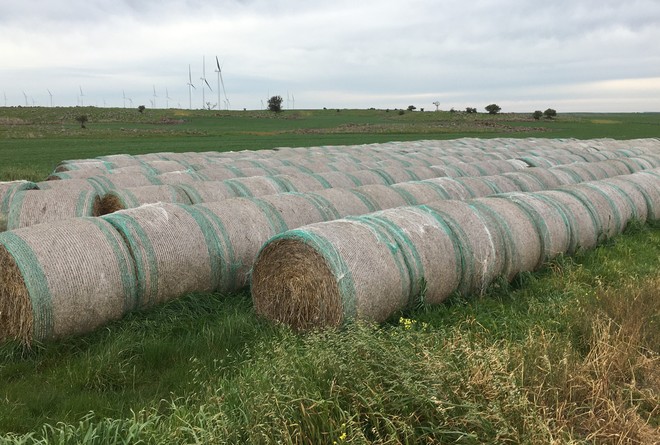 Wheaten hay - old crop 2019 - shedded