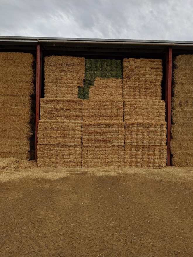 9000 x Wheaten Straw Small Squares