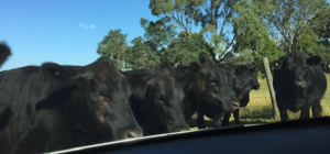 Angus Heifers, qty 15