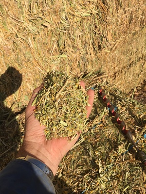 Canola Hay. 90 8x4x3 bales. 19.5 P Available now 600 kg approx.