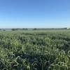 Oaten Silage and Hay (new season)