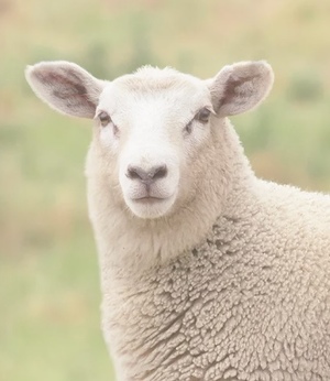 WANTED 1250 Store Lambs 