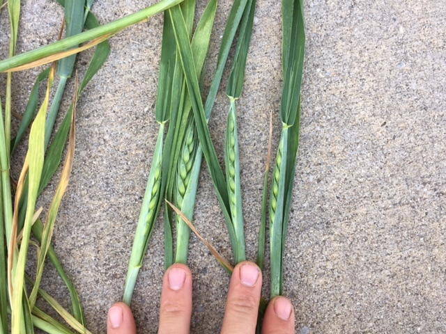 Fine Chopped and Baled Wheaten Silage PRICE REDUCTION