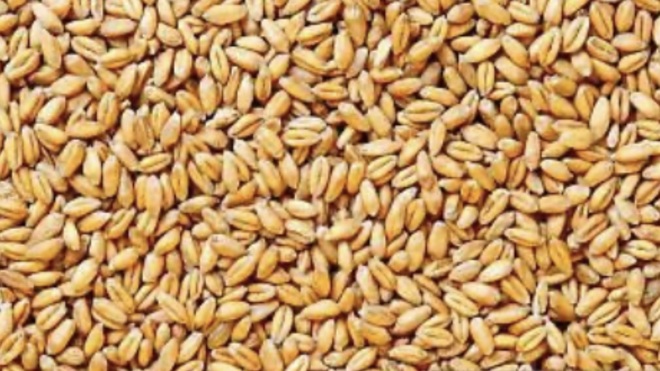 Wheat wanted 8-10% protein 