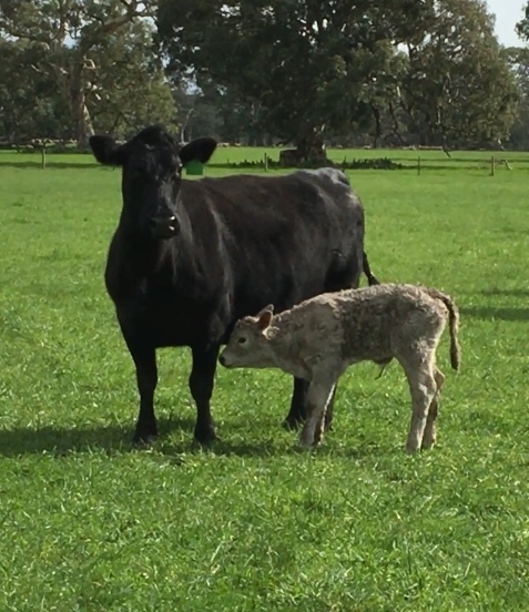 24 angus cows with charolais calves at foot