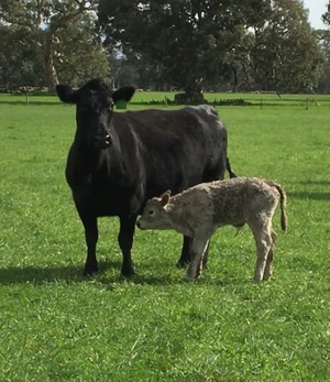 24 angus cows with charolais calves at foot