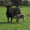 24 angus cows with charolais calves at foot
