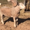 Poll Dorset Rams (Stud Flock No 258)