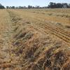 500mt Wheaten Hay 640kg 8x4x3 Bales