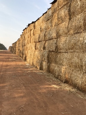 Canola Hay 620kg Bales Approx