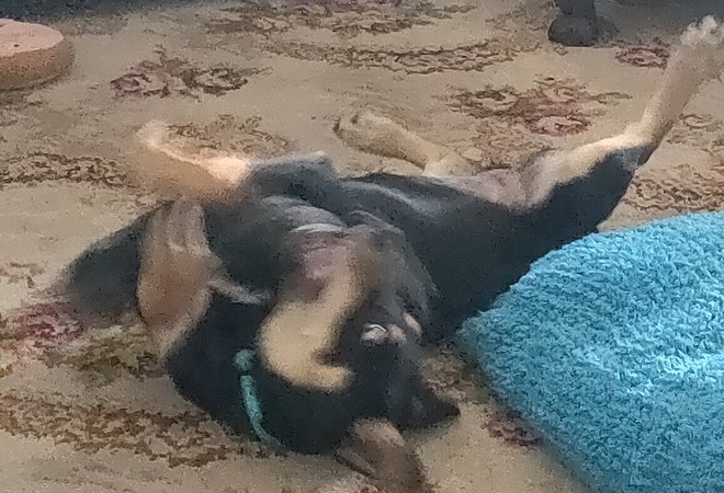 Kelpie Pup - Female- 5 months old