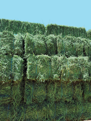 Clover Hay Small Square Bales