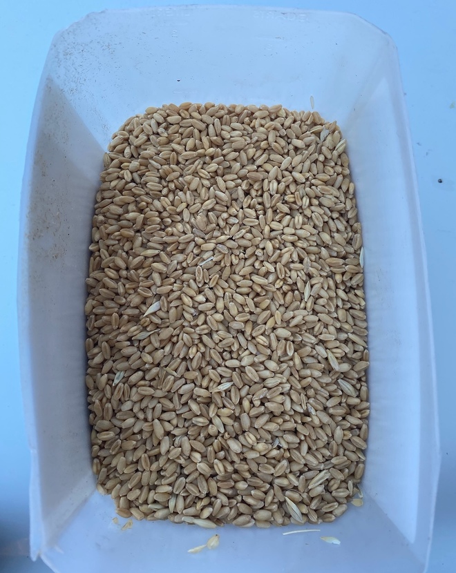 30/mt of Feed Wheat - ONO