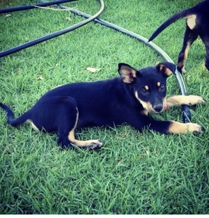 Kelpie Pup *WANTED*