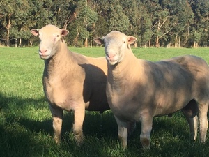 Poll Dorset Flock Rams
