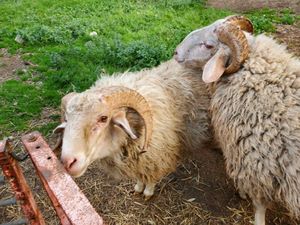 Fat tailed Awassi sheep for sale
