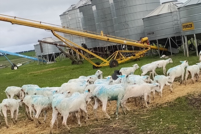 First Cross Ewe Lambs