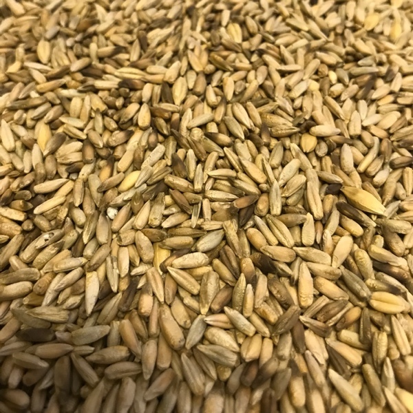 Cereal Rye For Sale