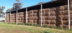 Canola Hay