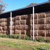 Canola Hay