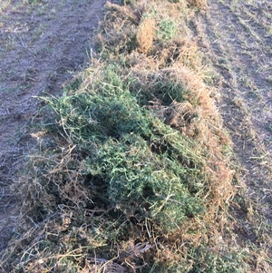 New Season Vetch Hay for sale off baler in 8x4x3’s 600+ kgs
