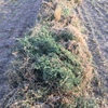 New Season Vetch Hay for sale off baler in 8x4x3’s 600+ kgs