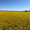 Canola Hay