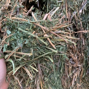 A1 Vetch Hay Seller to Freight