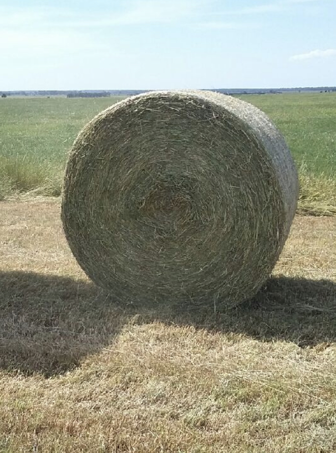 NEW SEASON RYE GRASS / LUCERNE HAY 5X4 ROLLS