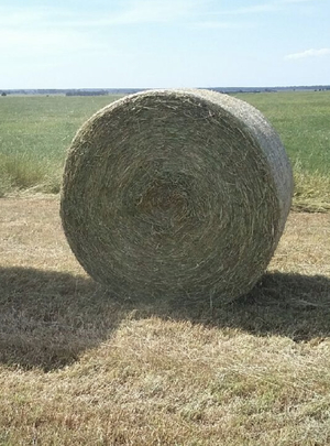 NEW SEASON RYE GRASS / LUCERNE HAY 5X4 ROLLS