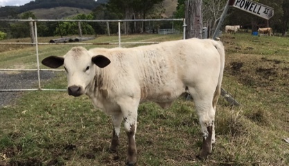 3 Charolais/Droughtmaster cows with calves for sale