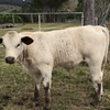 3 Charolais/Droughtmaster cows with calves for sale