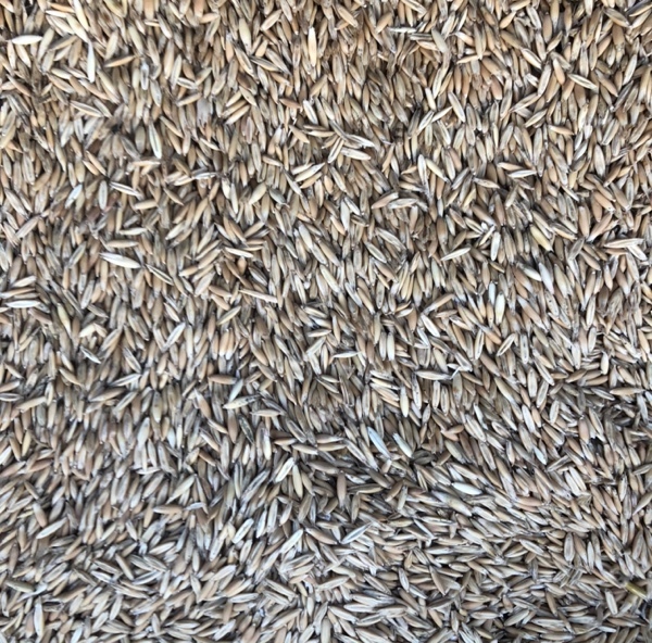 25mt Feed Oats