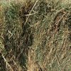 Pasture Hay Small Squares