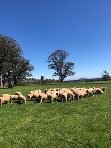 Dorset First X 1st BL Merino Ewe Lambs