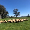 Dorset First X 1st BL Merino Ewe Lambs