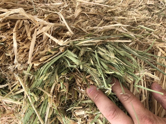 1000mt Barley Hay 650kg 8x4x3 Bales (New Season)