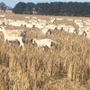 350 Dorper Ewes