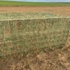200mt Vetch Hay 700-800kg 8x4x3 Bales
