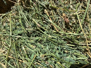 1000 x Lucerne Hay Small Bales - 2nd & 3rd cut - A grade