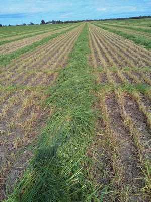 110mt Oaten Hay 8x4x3 Bales (New Season)