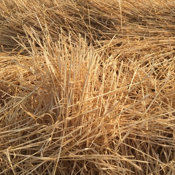 Barley and Wheat Straw