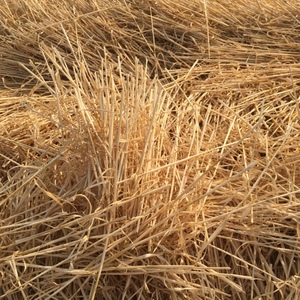 Barley and Wheat Straw