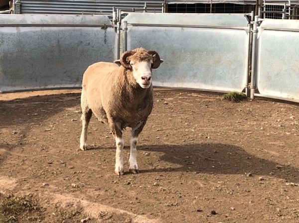 dorset ram