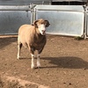 dorset ram