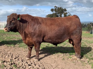 Registered Red Angus Stud Bulls