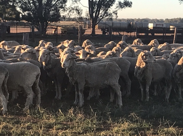 Merino ewes